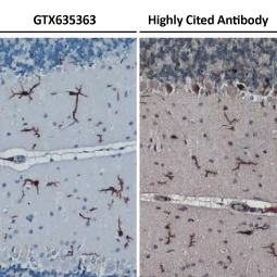 Iba1 antibody [HL22] (GTX635363)