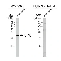 IL17A antibody (GTX133781)