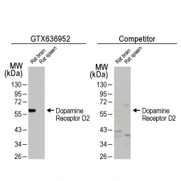 Dopamine Receptor D2 antibody [HL1478] (GTX636952)