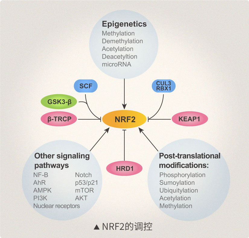 细胞氧化还原的关键转录因子nrf2与疾病的治疗和预防!