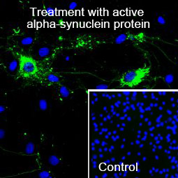 Rat primary hippocampal neurons demonstrate Lewy body inclusion formation when treated with active mouse a-synuclein protein preformed fibrils (GTX17671-pro).