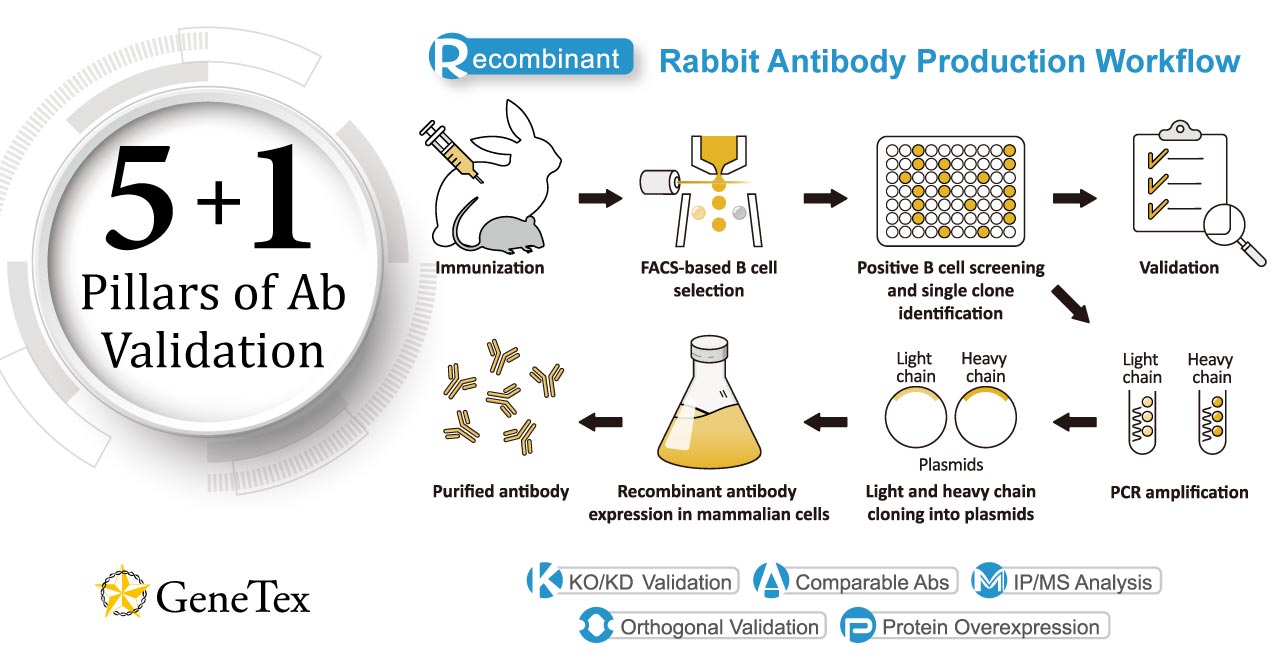 GeneTex’s “5 + 1” Pillar Antibody Validation Process