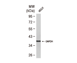 GAPDH antibody-VetSignal™ (GTX135012)
