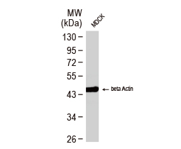 beta Actin antibody [GT5512] - VetSignal™ (GTX634934)