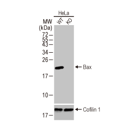 Bax antibody [HL236] (GTX635715)