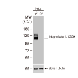 Integrin beta 1 / CD29 antibody [HL1255] (GTX636657)