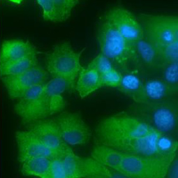 Anterior Gradient 2 antibody [HL1024] (GTX635838)