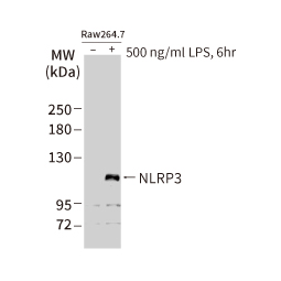 NLRP3 antibody (GTX133569)