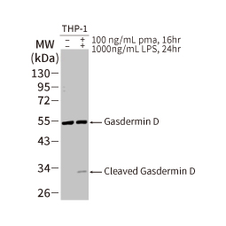 Gasdermin D antibody [HL1430] (GTX636896)
