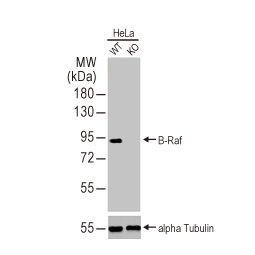 B-Raf antibody [HL1606] (GTX637085)