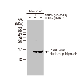 PRRS virus Nucleocapsid protein antibody [HL1901] (GTX637650)