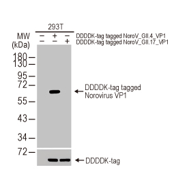 Norovirus VP1 antibody [HL1672] (GTX637271)