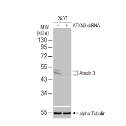 Ataxin 3 antibody [HL1909] (GTX637658)