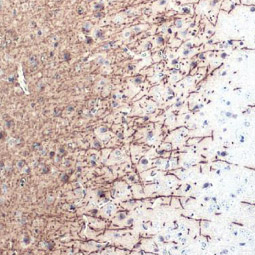 Myelin basic protein antibody [HL1033] (GTX635873)
