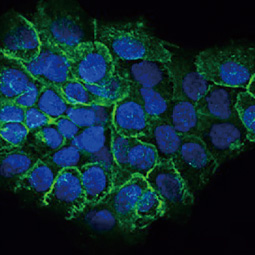 CD44 antibody [HL1650] (GTX637231)