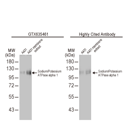 Sodium/Potassium ATPase alpha 1 antibody [HL114] (GTX635461)