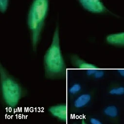 NRF2 antibody [HL1021] (GTX635826)