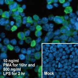 IL1 beta antibody [HL1421] (GTX636887)