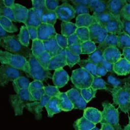 ZO-1 antibody [HL1185] (GTX636491)