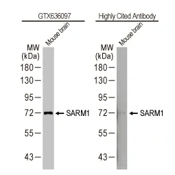 SARM1 antibody [HL1066] (GTX636097)
