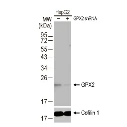 GPX2 antibody [HL125] (GTX635477)