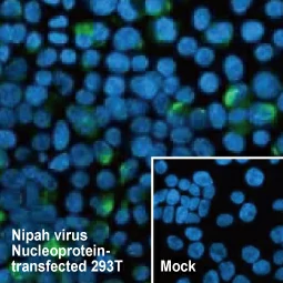 Nipah virus Nucleoprotein antibody [HL1436] (GTX636902)