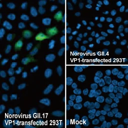 Norovirus VP1 antibody [HL2177] (GTX638181)