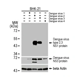 Dengue virus type 2, 3 NS1 protein antibody [HL1991] (GTX637892) 