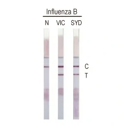 Influenza B virus Nucleoprotein antibody [HL1068] (GTX636099) 