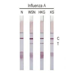 Influenza A virus Nucleoprotein antibody [HL1089] (GTX636247)
