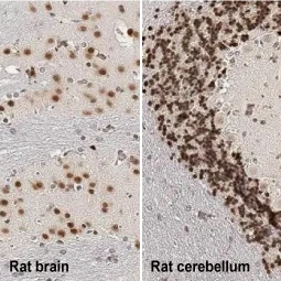 NeuN antibody [HL2194] (GTX638198)