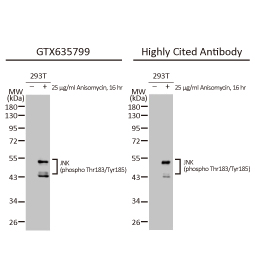 JNK (phospho Thr183/Tyr185) antibody [HL1008] (GTX635799)