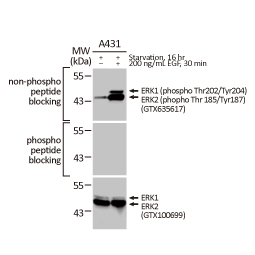 ERK1 (phospho Thr202/Tyr204) + ERK2 (phospho Thr185/Tyr187) antibody [HL173] (GTX635617)