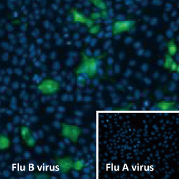 Influenza B virus Nucleoprotein antibody [HL1069] (GTX636100)