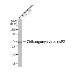 Chikungunya virus nsP2 antibody [HL1488] (GTX636962)