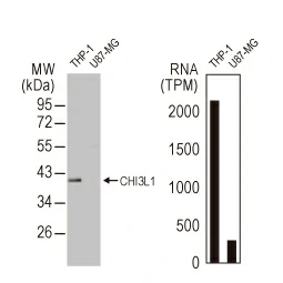 CHI3L1 antibody [HL2708] (GTX639462)