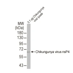 Chikungunya virus nsP4 antibody [HL2580] (GTX638958)