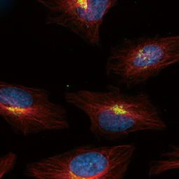 Nucleobindin 1 antibody [HL2532] (GTX638901)