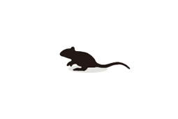 Mouse Immunoglobulins