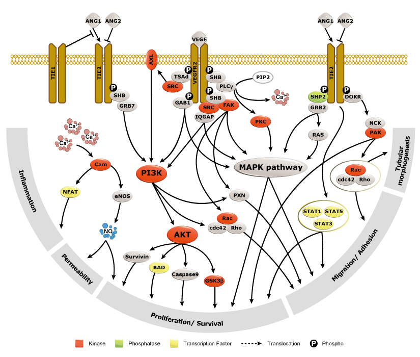 Angiogenesis