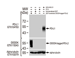 PD-L1 antibody