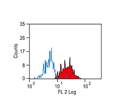 B7-H3 / CD276 antibody [MIH42] (PE)