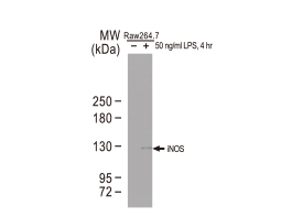 iNOS antibody