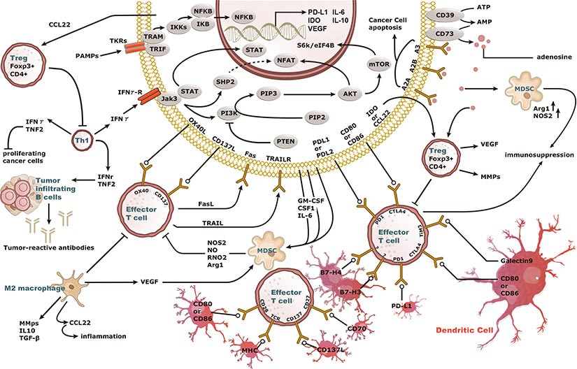 Cancer Immune Checkpoints