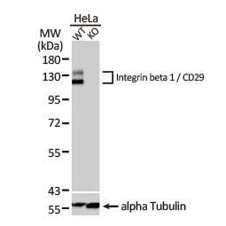 Integrin beta 1 / CD29 antibody (GTX128839)