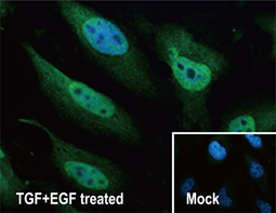 SNAI1 antibody