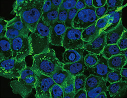 E-Cadherin antibody