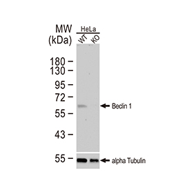 Beclin 1 antibody