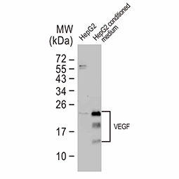 VEGF antibody