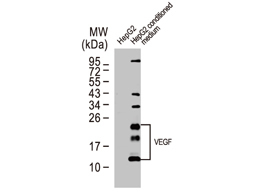 VEGF antibody